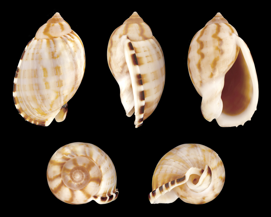Atlantic casmaria
