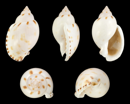 Heavy Bonnet Snail