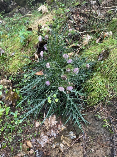 Cirsium kirishimense iNat (3)
