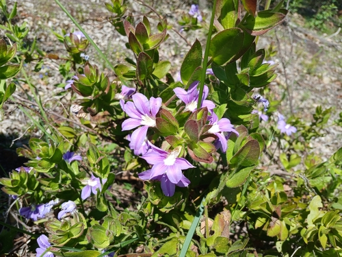 Image of Scaevola platyphylla by (c) Leon Perrie, some rights reserved (CC BY)