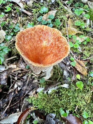 Turbinellus floccosus