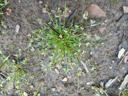 Image of Isolepis levynsiana by (c) Leon Perrie, some rights reserved (CC BY)