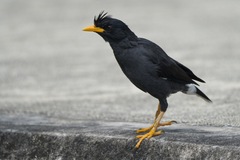 Great Myna photo 2