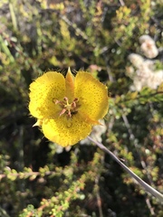 Calochortus weedii weedii