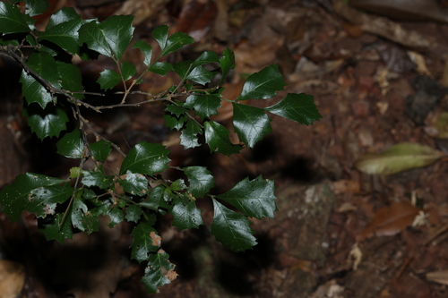 wedge-leaf tuckeroo (Cupaniopsis shirleyana)