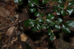(c) Greg Tasney, some rights reserved (CC BY-SA) Cupaniopsis shirleyana, photograph (c) Greg Tasney, some rights reserved (CC BY-SA)