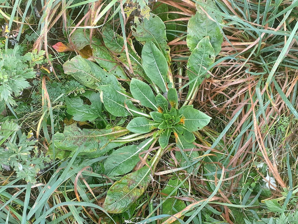 Synchytrium fulgens