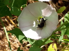 Systropha curvicornis