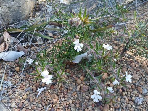 Image of Hemiandra pungens by (c) Leon Perrie, some rights reserved (CC BY)