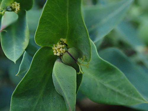 Euphorbia lathyris — photo 1