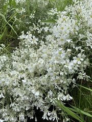 Cerastium tomentosum