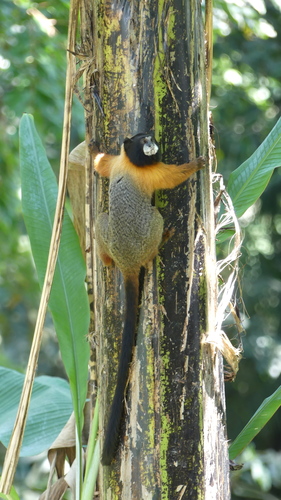 Golden-mantled Saddle-back Tamarin