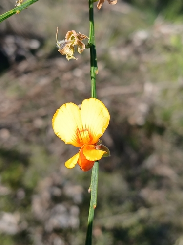 Image of Jacksonia sternbergiana by (c) Leon Perrie, some rights reserved (CC BY)