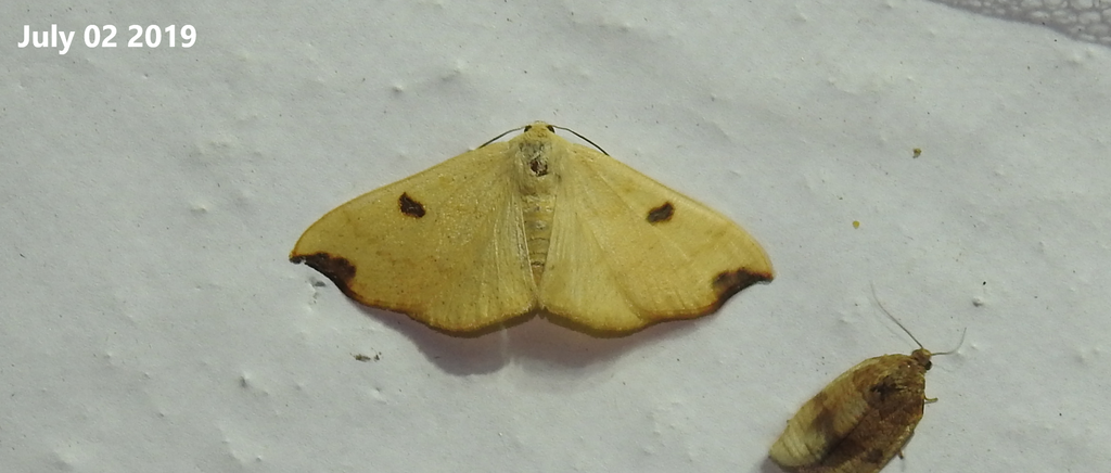 Eilicrinia wehrlii