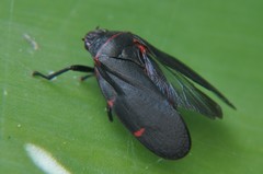 Prosapia ignifera