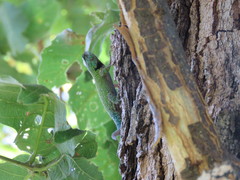 Sceloporus hondurensis