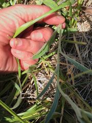 Centaurea thuillieri