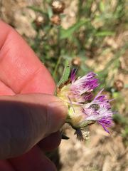 Centaurea thuillieri