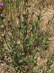 Centaurea thuillieri