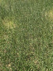 Centaurea thuillieri