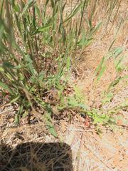 Centaurea thuillieri