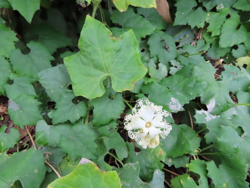 Trichosanthes kirilowii, photograph 5
