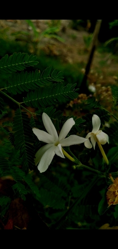Image of Jasminum fluminense by (c) cristianol1456, some rights reserved (CC BY-SA)