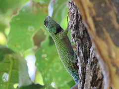 Sceloporus hondurensis