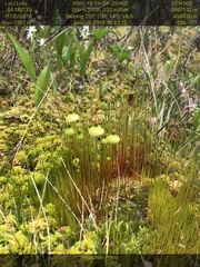 Splachnum luteum