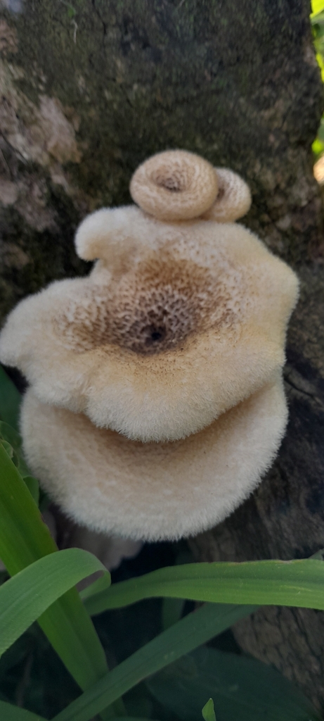 Lentinus crinitus · October 2024 · photo: © rafaperazzolo (iNaturalist, cc-by)