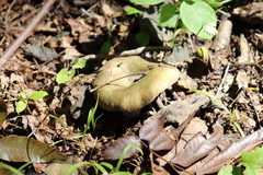 Russula olivacea