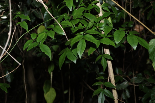Image of Pandorea jasminoides by (c) Greg Tasney, some rights reserved (CC BY-SA)