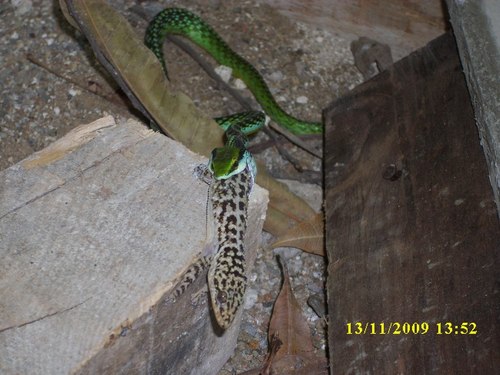 Phyllodactylus cleofasensis