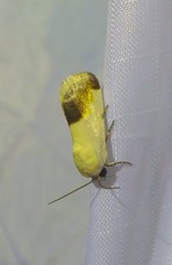 Acontiini