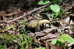 Russula olivacea