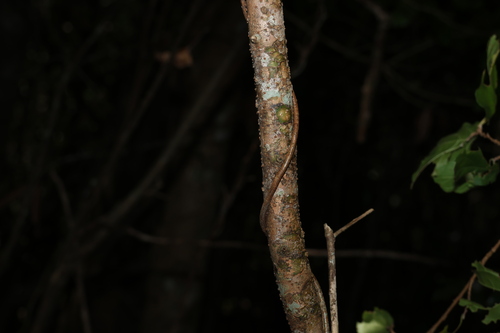 Image of Turraea pubescens by (c) Greg Tasney, some rights reserved (CC BY-SA)