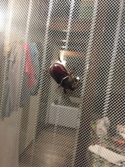 Oryctes nasicornis corniculatus