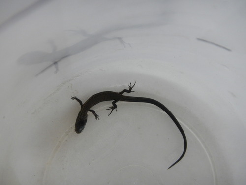 Taunay Teiid, Colobodactylus taunayi