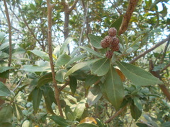 Conocarpus erectus
