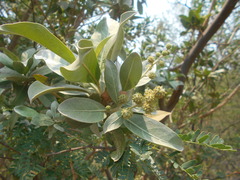 Conocarpus erectus