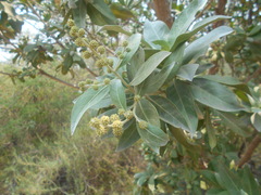 Conocarpus erectus