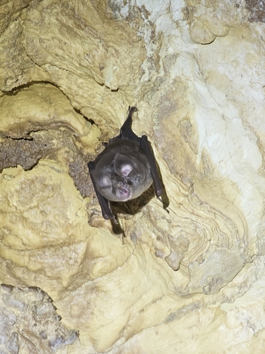 Smaller Horseshoe Bat