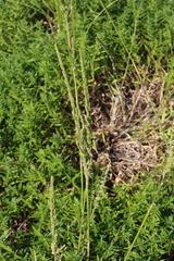 Beckmannia eruciformis