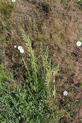 Beckmannia eruciformis