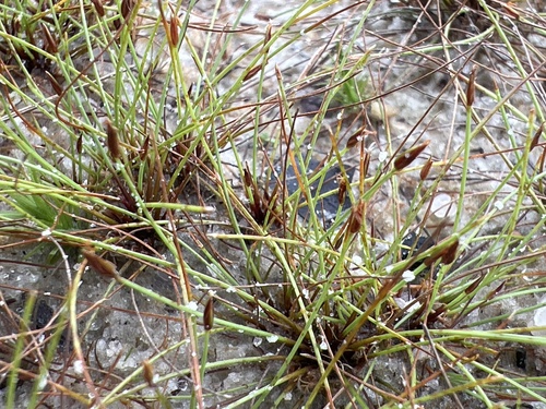 Image of Eleocharis baldwinii by no rights reserved