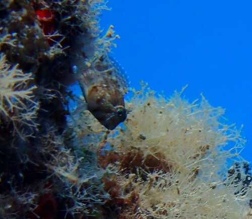 Cyclops blenny (Parablennius cyclops) — Blenniidae — 4