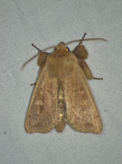 Leucania pseudargyria