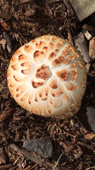 Neolentinus ponderosus