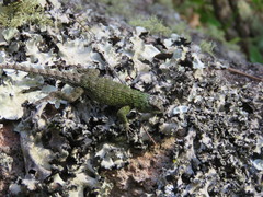 Sceloporus hondurensis