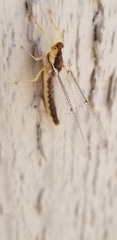 Ephemeroptera